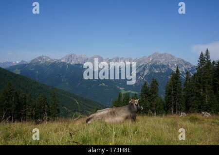 A cow in the mountains. Austian Alps. Europe. Stock Photo