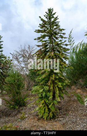 Wollemi Pine tree,, Wollemia nobilis, once thought extinct, is an ancient survivor. Stock Photo