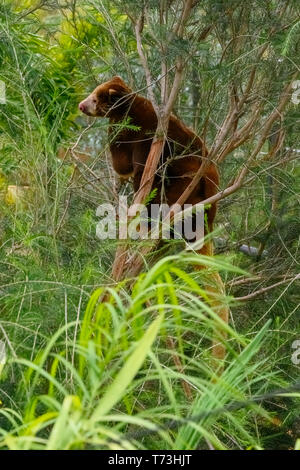 Matchie's tree kangaroo (Dendrolagus matschie) also known as the Huon tree-kangaroo is native to the Huon Peninsula of northeastern New Guinea island, Stock Photo