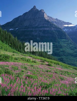 USA, Montana, Glacier National Park, Mount Oberlin rises beyond meadow of fireweed in evening. Stock Photo