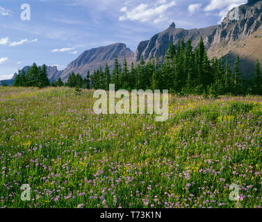 USA, Montana, Glacier National Park, Meadow of fleabane and arnica near Logan Pass, Mount Gould (center) and Bishops Cap (right) rise in the distance. Stock Photo