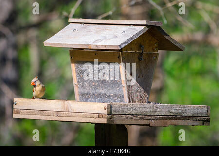 Female Northern Cardinal perched on a bird house feeder. Stock Photo