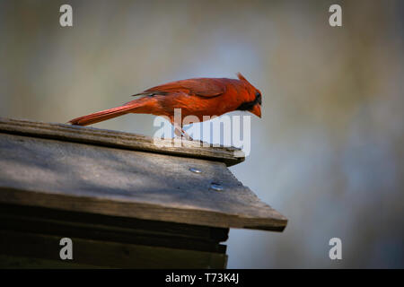 Northern Cardinal sitting on top of a bird feeder. Stock Photo