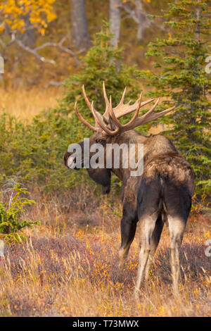 Bull moose (Alces alces) in the autumn, Chugach State Park, South-central Alaska; Alaska, United States of America Stock Photo