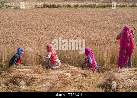Woman harvesting wheat in the northern region of Jowai; Jowai, Meghalaya, India Stock Photo