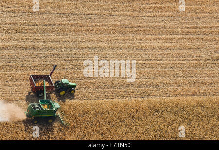 A combine harvester unloads soybeans into a grain wagon on the go during the harvest, near St. Adolphe; Manitoba, Canada Stock Photo