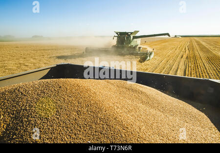 A combine harvester harvests winter wheat with a loaded grain wagon in the foreground, near Niverville; Manitoba, Canada