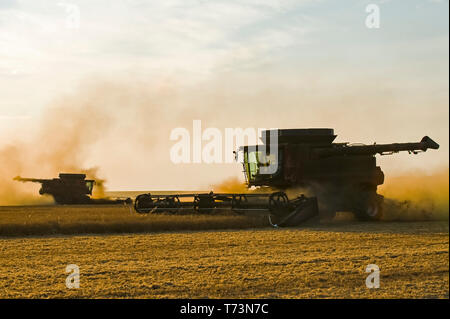 A combine harvester works in a yellow field pea field, near Winnipeg; Manitoba, Canada Stock Photo