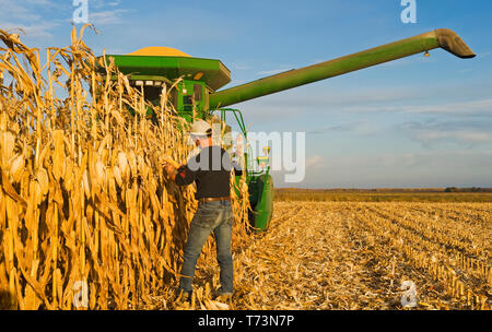 A farmer examines mature, harvest ready feed/grain corn in front of his combine harvester during the harvest, near Niverville; Manitoba, Canada Stock Photo
