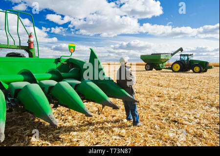 A farmer looks out from a combine during the feed/grain corn harvest with a tractor and grain wagon in the background, near Niverville Stock Photo