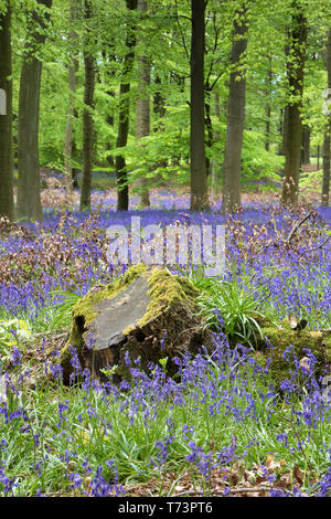 Beautiful woodland landscapes. Spring flowers In the forest Stock Photo ...