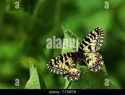 Southern festoon - Zerynthia polyxena Stock Photo