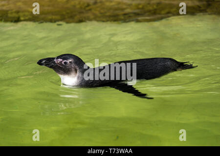 African penguin (Spheniscus demersus) Stock Photo