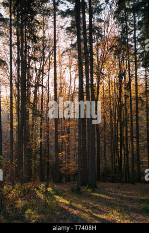 Fall in a Mixed Forest with Trees, Orange Leaves and Beautiful Light Rays in the Must Quarter or Mostviertel in Austria Stock Photo