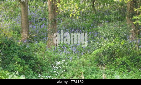 Woodland Photo taken in Bristol UK on a spring day Stock Photo