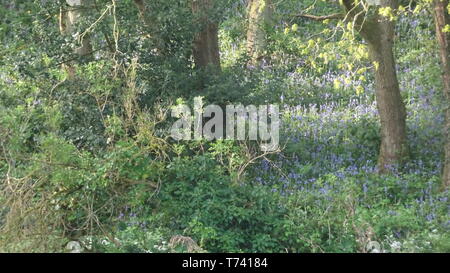 Woodland Photo taken in Bristol UK on a spring day Stock Photo