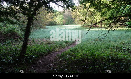 Woodland Photo taken in Bristol UK on a spring day Stock Photo
