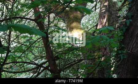 Woodland Photo taken in Bristol UK on a spring day Stock Photo