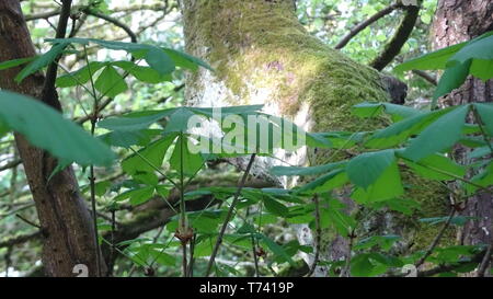 Woodland Photo taken in Bristol UK on a spring day Stock Photo