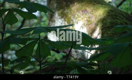 Woodland Photo taken in Bristol UK on a spring day Stock Photo