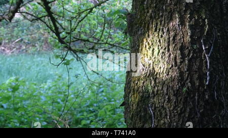 Woodland Photo taken in Bristol UK on a spring day Stock Photo