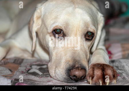 Sad dog lying on floor at home. Cute pet looking at camera Stock Photo