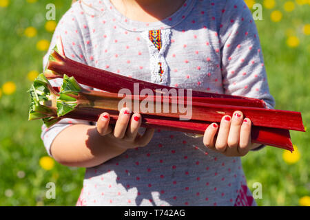 Young girl harvesting fresh organic rhubarb in spring Stock Photo