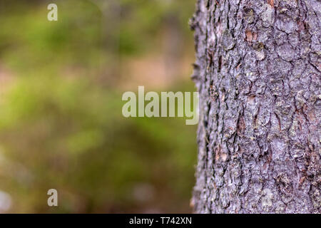 Thick tree trunk closeup Stock Photo