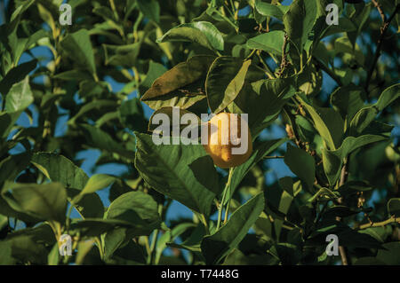 Ripe yellow lemons stuck to leafy branch in a sunny day on a small farm near Elvas. A gracious city on the easternmost frontier of Portugal. Stock Photo