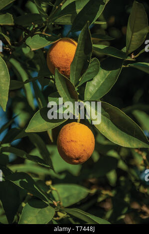 Ripe yellow lemons stuck to leafy branch in a sunny day on a small farm near Elvas. A gracious city on the easternmost frontier of Portugal. Stock Photo