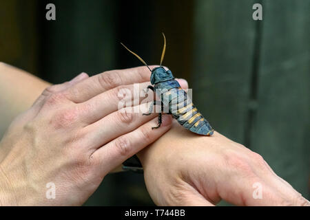 Human hands holding male Madagascar hissing cockroach, (Gromphadorhina portentosa), clipping path Stock Photo