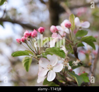 Apple Blossoms Stock Photo