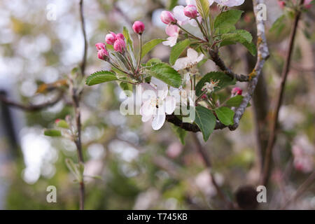 Apple Blossoms Stock Photo