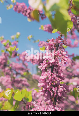 Blooming branch of cercis siliquastrum in garden Stock Photo