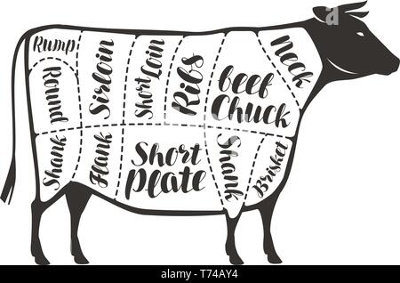 Cuts of beef, cow or bull. Butcher shop, meat vector illustration Stock Vector