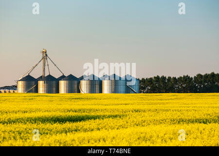 Flowering canola field with large metal grain bins in a row reflecting the warm glow of sunrise bordered by trees, East of Calgary; Alberta, Canada Stock Photo