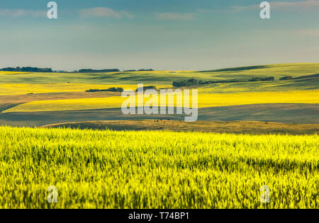 Glowing flowering canola fields on rolling hills at sunrise, North of Calgary; Alberta, Canada
