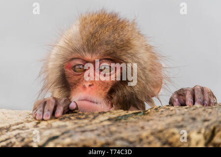 Snow Monkey (Macaca fuscata), also known as Japanese Macaque, peering over a rock; Nagano, Japan Stock Photo