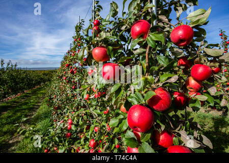 Honeycrisp apples in an orchard; Annapolis Valley, Nova Scotia, Canada Stock Photo