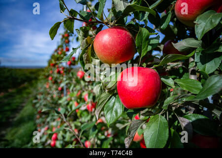 Honeycrisp apples in an orchard; Annapolis Valley, Nova Scotia, Canada Stock Photo