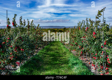 Honeycrisp apple on B118 — Sylvaticaforestfarm