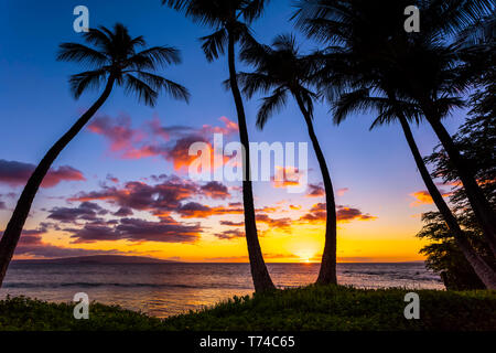 The sun setting through silhouetted palm trees; Wailea, Maui, Hawaii, United States of America Stock Photo
