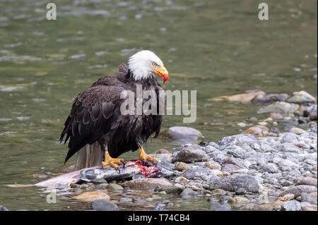Bald eagle (Haliaeetus leucocephalus) eating a fresh caught fish at the water's edge of Taku River; Atlin, British Columbia, Canada Stock Photo
