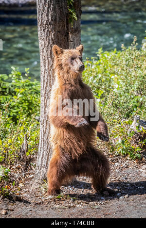 Grizzly bear (Ursus arctos horribilus) scratching it's back against a tree while standing on it's hind legs, Taku River Stock Photo