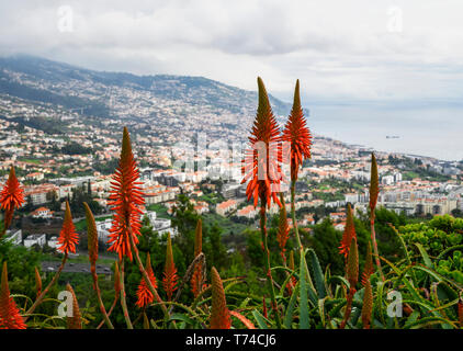 Red hot poker flowers (kniphofia) above Funchal town and harbour; Funchal, Madeira, Portugal Stock Photo