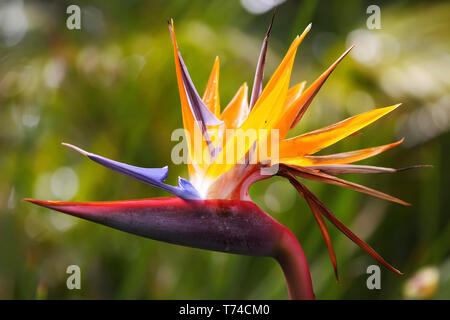 Bird of Paradise (Heliconia) flower; Hawaii, United States of America Stock Photo