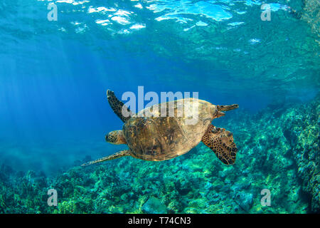 Hawaiian Green sea turtle (Chelonia mydas) swimming in clear, blue water; Makena, Maui, Hawaii, United States of America Stock Photo