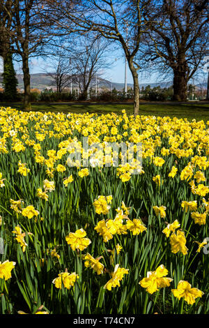 Blossoming yellow daffodils in spring at Barnett's Park; Ireland Stock Photo