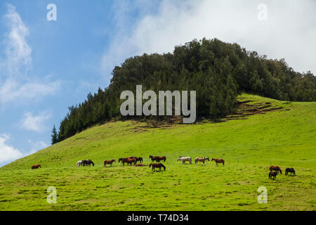 Horses grazing in a pasture on Parker Ranch, Kohala Mountain, North Kohala; Island of Hawaii, Hawaii, United States of America Stock Photo