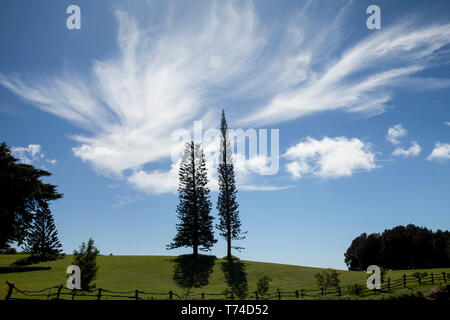 Norfolk Island Pines, Kohala Mountain; Island of Hawaii, Hawaii, United States of America Stock Photo